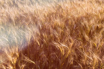 Wheat field. Ears of golden wheat close up. Beautiful Nature Sunset Landscape. Rural Scenery under Shining Sunlight. Background of ripening ears of meadow wheat field.