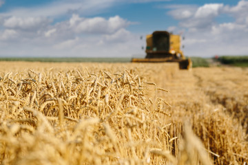 Harvesting wheat in process with selective focus on wheat plants.