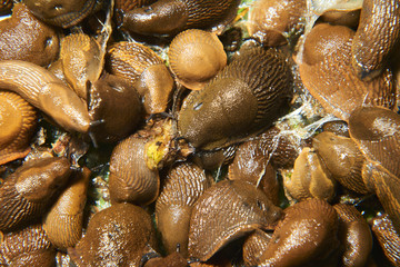 Group of slugs eating in the garden. Spanish slug (Arion vulgaris) invasion in garden. Invasive slug. Garden problem in Europe. Selective focus.