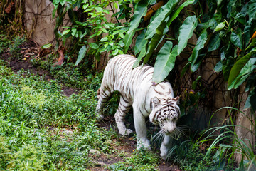 White tiger  (Panthera tigris tigris) in captivity