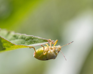 Mature Eurasian Green shield bug Palomena prasina hanging upside down on a green leaf