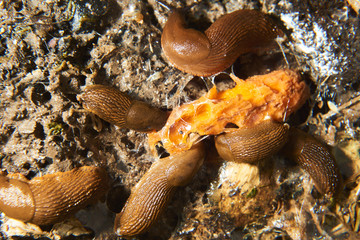 Group of slugs eating in the garden. Spanish slug (Arion vulgaris) invasion in garden. Invasive slug. Garden problem in Europe. Selective focus. © Petr Bonek