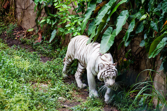 White tiger  (Panthera tigris tigris) in captivity