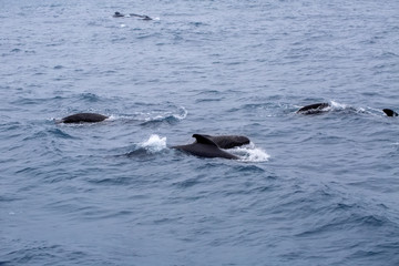 Orcas, pilot whales.