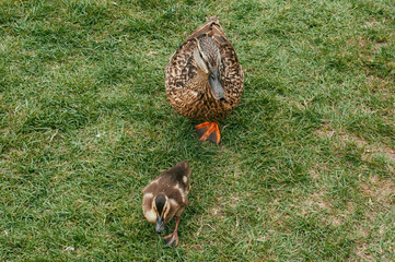 Duck and duckling