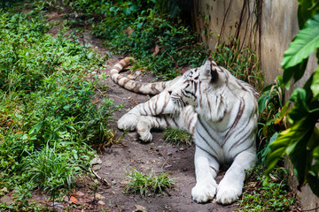 White tiger  (Panthera tigris tigris) in captivity