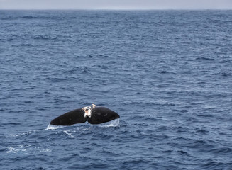 Sperm Whale showing its tail as it dives
