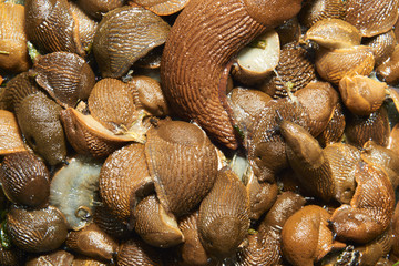 Group of slugs eating in the garden. Spanish slug (Arion vulgaris) invasion in garden. Invasive slug. Garden problem in Europe. Selective focus.