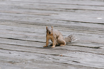 Fox Squirrel