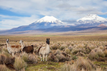 Llamas in Sajama National Park, Bolivia - obrazy, fototapety, plakaty