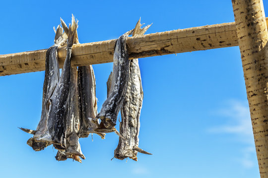  Dried codfish Svolvaer Lofoten Norway.