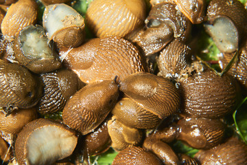 Group of slugs eating in the garden. Spanish slug (Arion vulgaris) invasion in garden. Invasive slug. Garden problem in Europe. Selective focus.