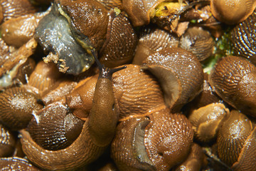 Group of slugs eating in the garden. Spanish slug (Arion vulgaris) invasion in garden. Invasive slug. Garden problem in Europe. Selective focus.