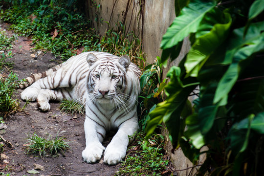 White tiger  (Panthera tigris tigris) in captivity