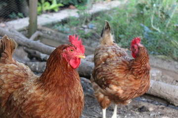 Poules