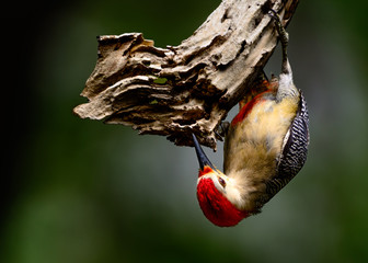 Yucatán woodpecker (Melanerpes pygmaeus) - obrazy, fototapety, plakaty