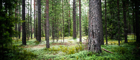 Ecology background wild