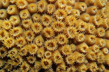 Naklejka na ściany i meble Macro of great star coral with open polyps, Montastraea cavernosa, underwater in the Caribbean sea