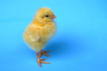 chick in studio blue background chicken hen baby animal