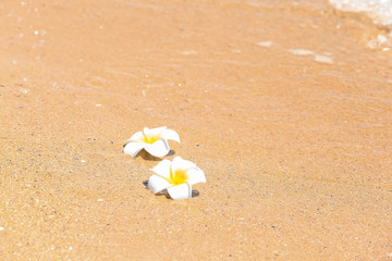 Beautiful tropical flowers at sea shore. Vacation concept