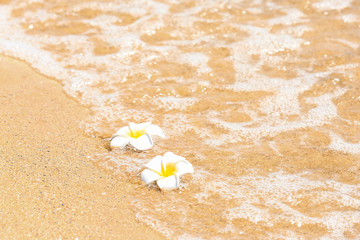 Fototapeta na wymiar Beautiful tropical flowers at sea shore. Vacation concept