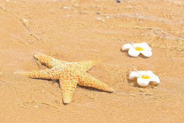 Starfish and tropical flowers at sea shore. Vacation concept