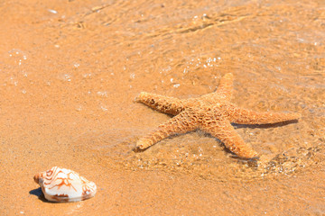 Fototapeta na wymiar Starfish and shell at sea shore. Vacation concept