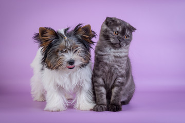 Scottish Fold and small dog cute kitten blue colorpoint white