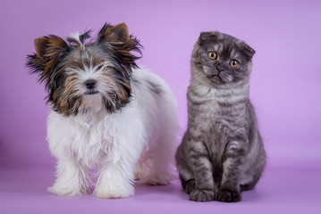 Scottish Fold and small dog cute kitten blue colorpoint white