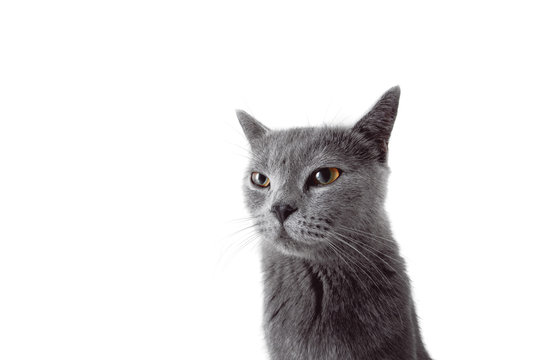 Gray striped kitten on a white background