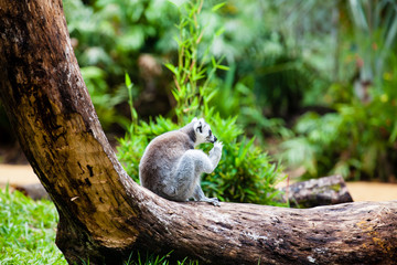 Ring-tailed lemur (Lemur catta) in captivity
