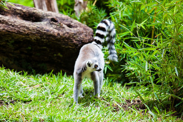 Ring-tailed lemur (Lemur catta) in captivity