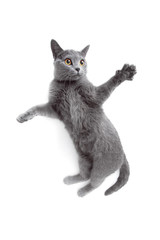 Obraz premium Gray cat playing and jumps on white background