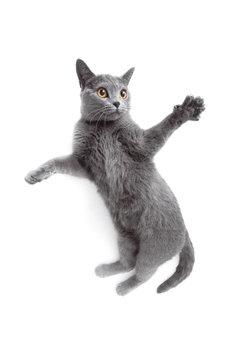 Gray cat playing and jumps on white background