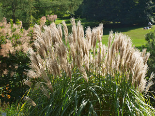 Chinaschilf im Park