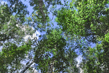 The crowns of the birch trees against the sky. The view from the bottom up