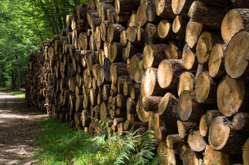 Rondins de bois, Forêt de Fontainebleau