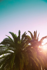 Palm trees branches against sky. Tropical background