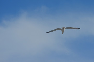 Seagull flying against bright blue sky