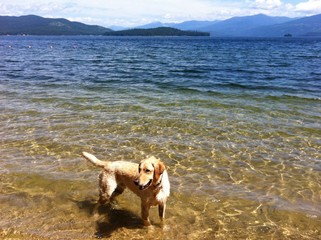 Yellow Labrador Retriever Priest Lake Idaho