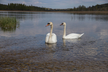 White swans on the shore of the lake