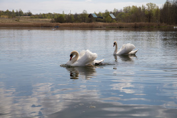 Two beautiful white swans swim along the lake