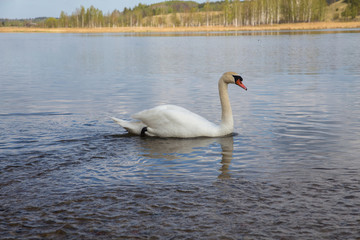 Fototapeta na wymiar A beautiful wild white swan swims along the lake
