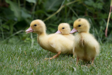 Enten