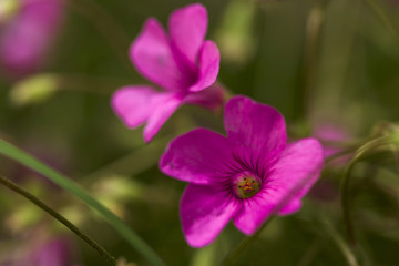 Beautiful purple pink flowers blooming closeup background blur