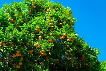 Orange fruit on tree in city garden