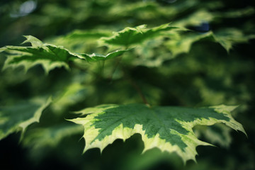parple leafs with white edging close up summer photo