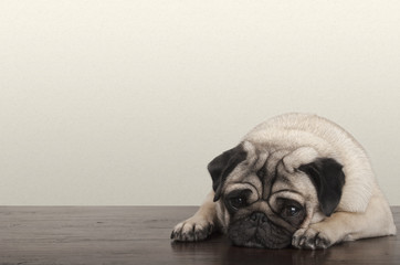 cute little pitiful sad pug puppy dog, lying down on wooden floor - obrazy, fototapety, plakaty