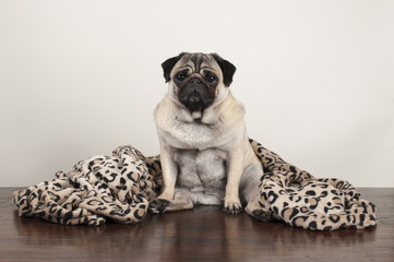 cute pug puppy dog sitting down on wooden floor with fuzzy leopard print blanket