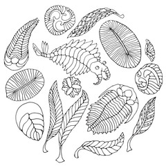 Fauna of Neoproterozoic and Paleozoic Era. Black pen illustration on white background. Anomalocaris, Vendia, Dickinsonia, Charnita, Trilobita.